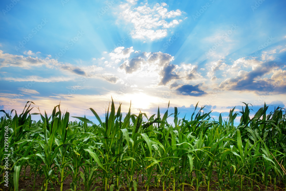 corn field close-up at the sunset