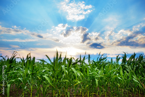 Obraz na płótnie corn field close-up at the sunset w salonie