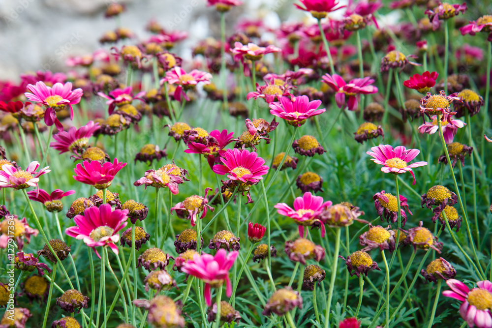 Pink flowers in the field