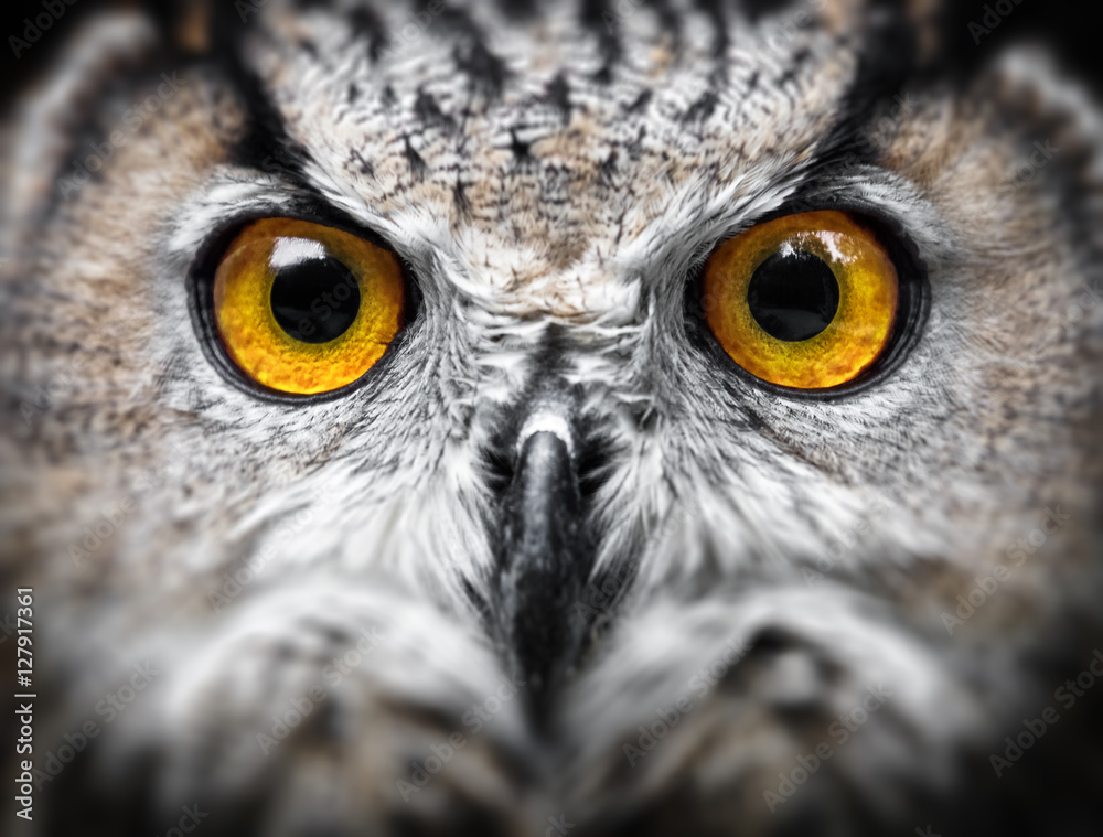 Obraz premium Owl Portrait. owl eyes