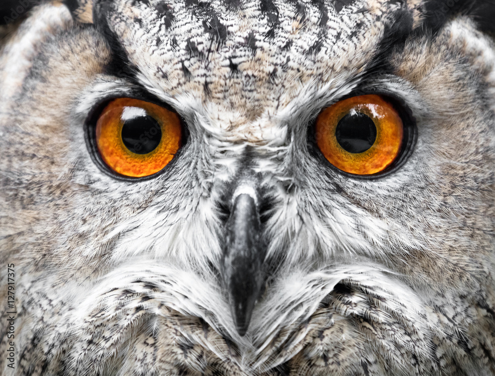 Fototapeta premium Portret sowy. oczy sowy