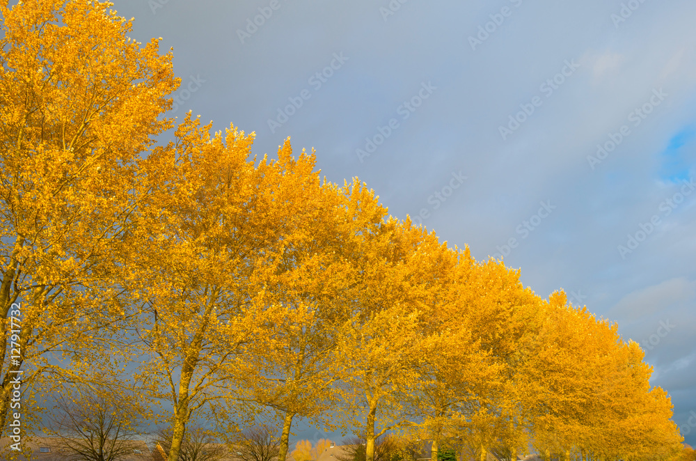 Fototapeta premium Trees with colorful yellow autumn leaves in sunlight