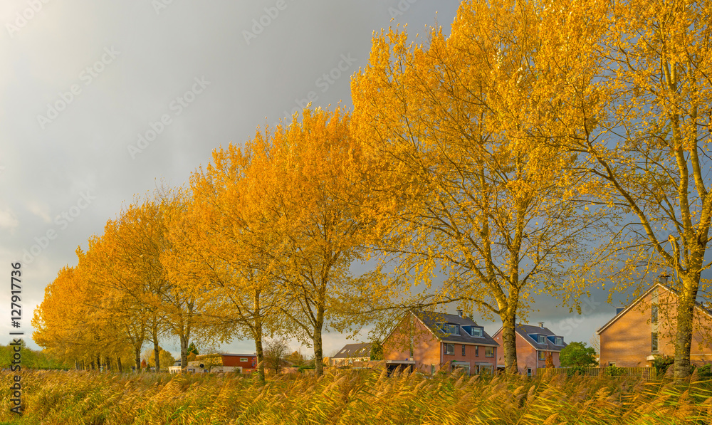 Trees with colorful  yellow autumn leaves in sunlight
