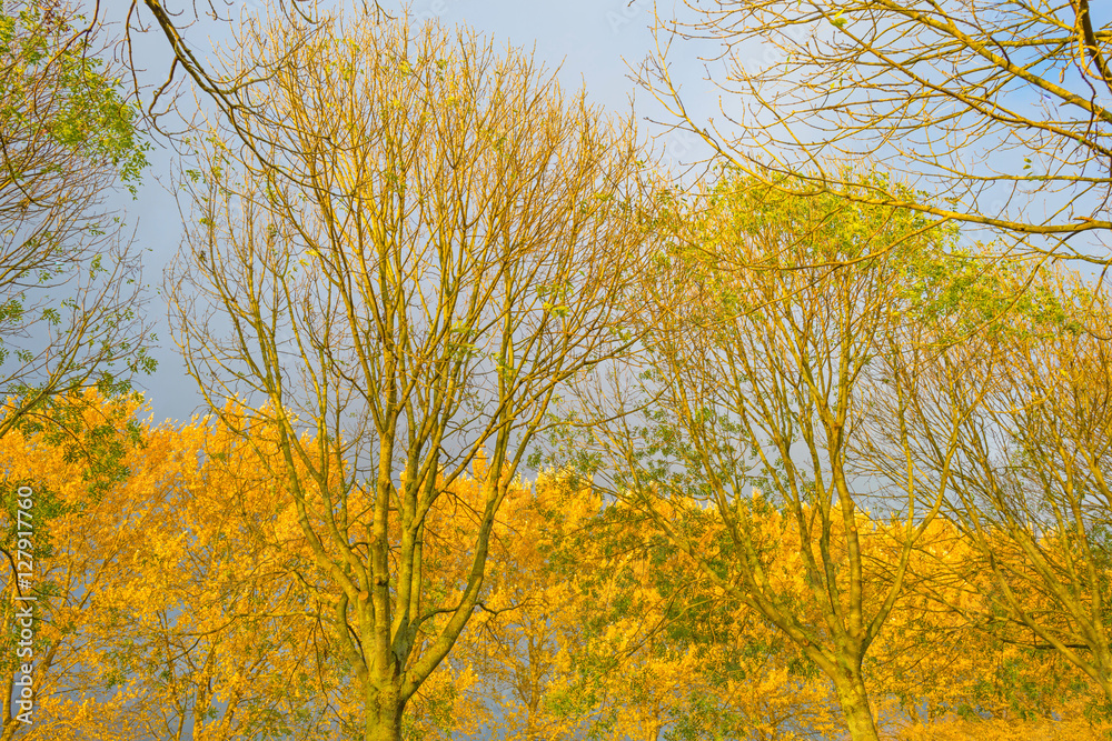 Trees with colorful  yellow autumn leaves in sunlight