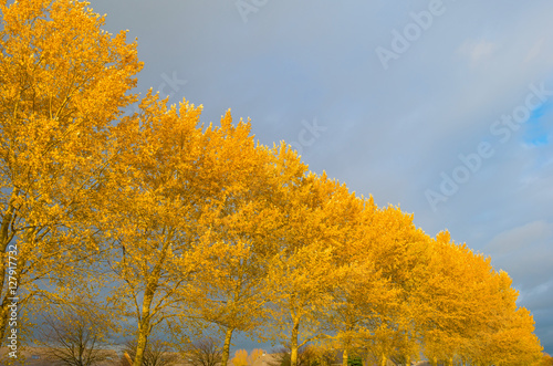 Trees with colorful yellow autumn leaves in sunlight