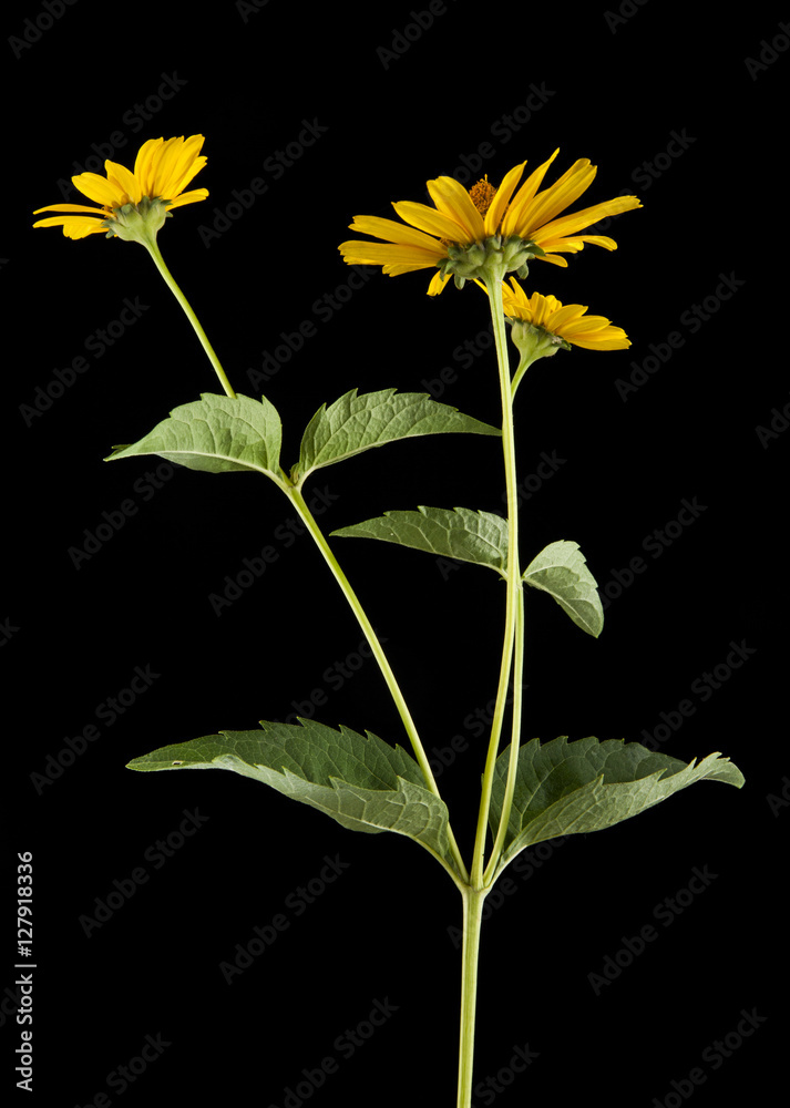 Fototapeta premium yellow Daisy flower