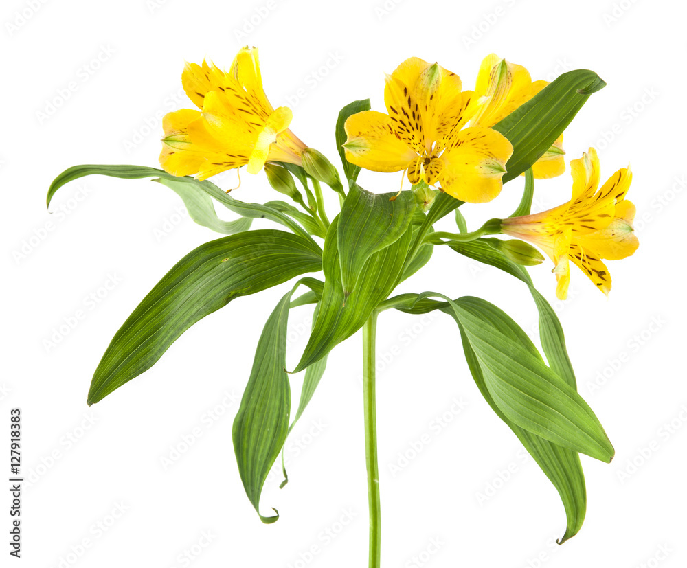 Alstroemeria