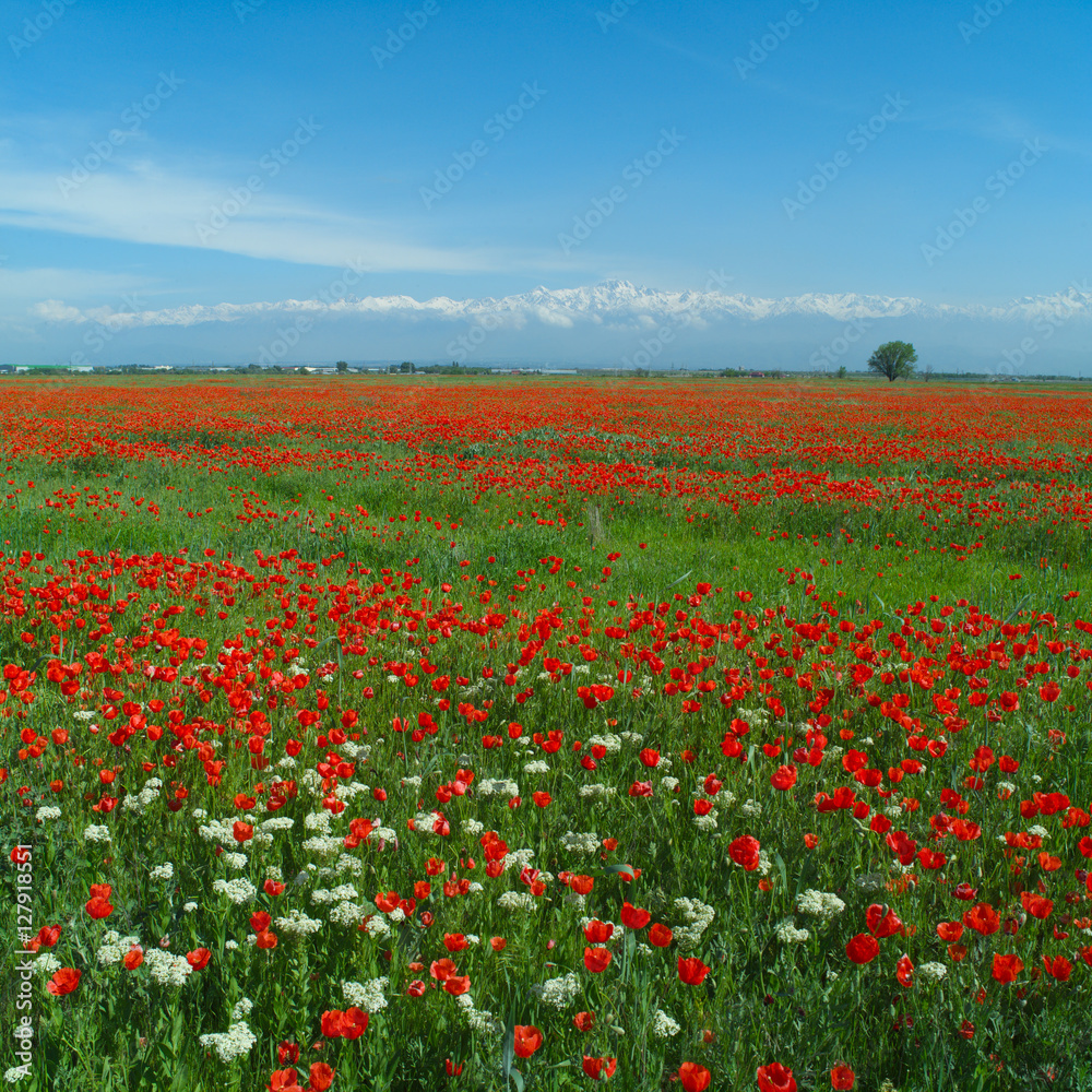 Wide meadow with red poppies and white prairie flowers