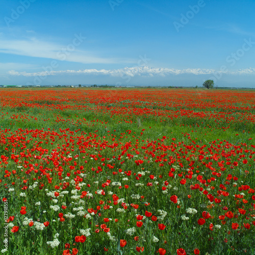 Wide meadow with red poppies and white prairie flowers