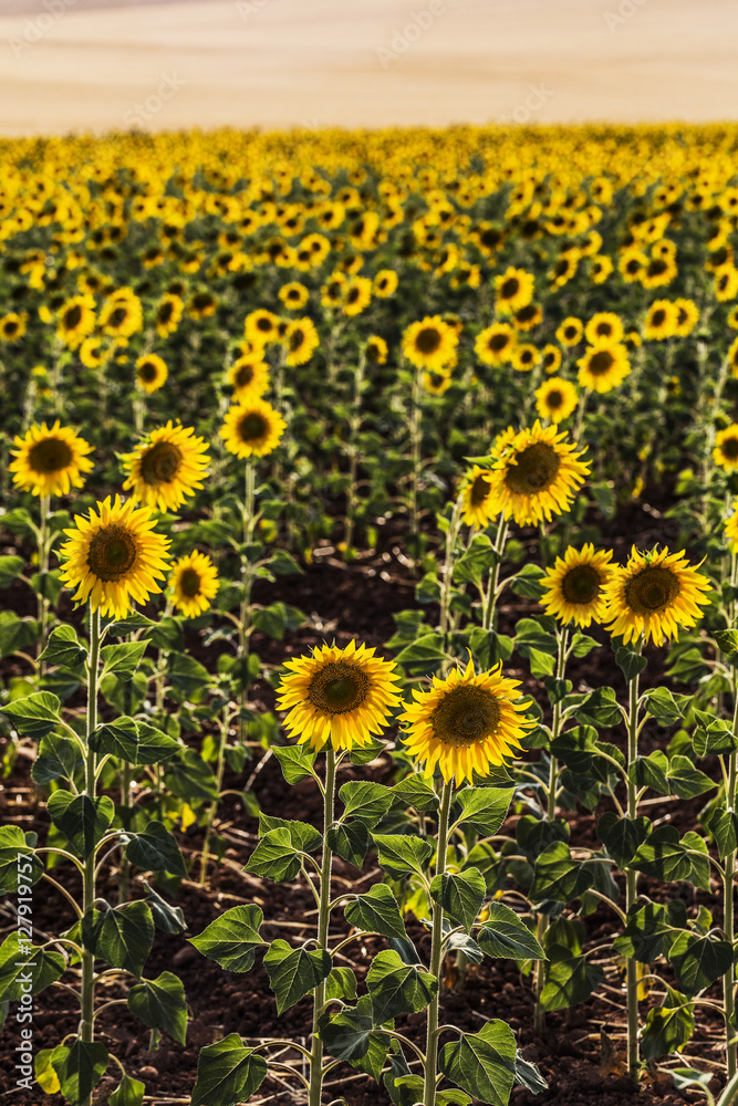Sunflower field. Cuenca, Castilla-La Mancha, Spain, Europe. Sunflower field. Cuenca, Castilla-La Mancha, Spain, Europe.