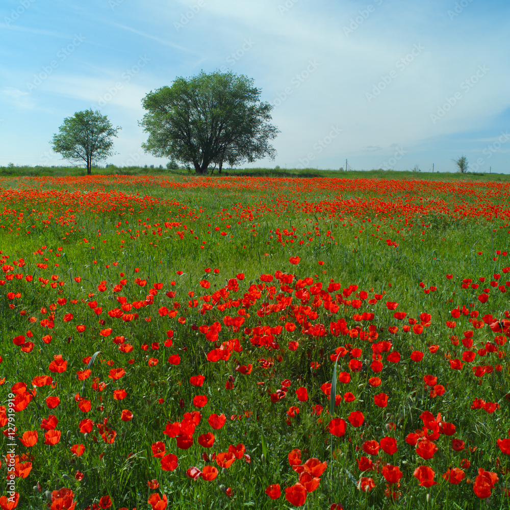 Wide meadow with red poppies and trees