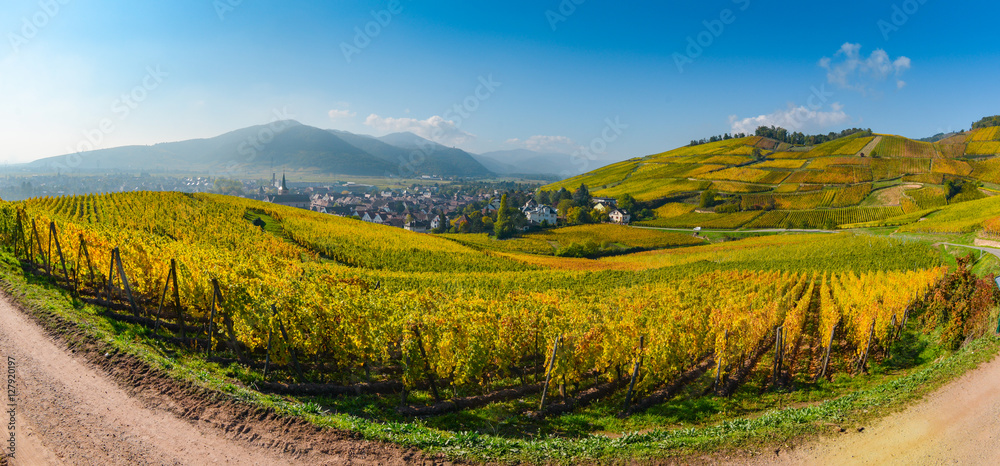 Naklejka premium Wine Road, Vineyards of Alsace in France