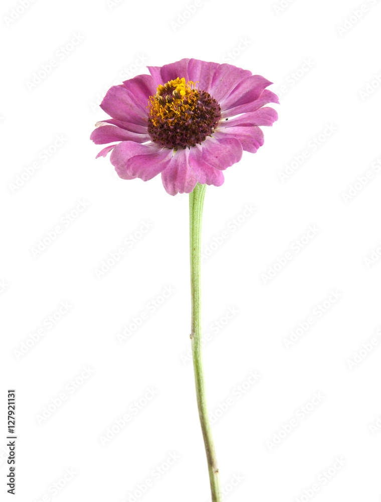 flowers flowers