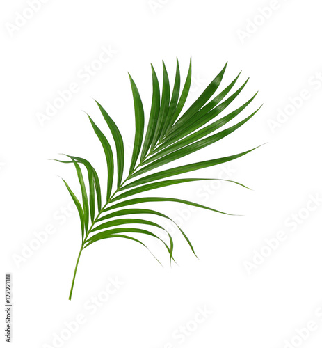 Green leaves of palm tree isolated on white background