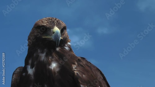 Golden Eagle Aquila Chrysaetos is observing you on on a windy and sunny day with beautiful almost clear, blue sky in the mongolian steppe.