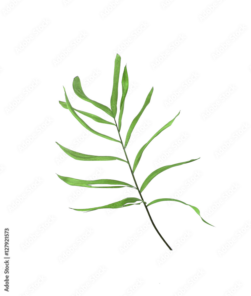 Green leaves of palm tree isolated on white background Green leaves of palm tree isolated on white background
