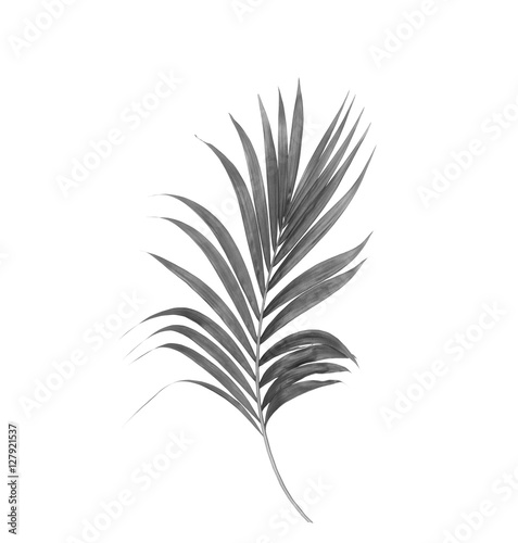 black leaves of palm tree isolated on white background
