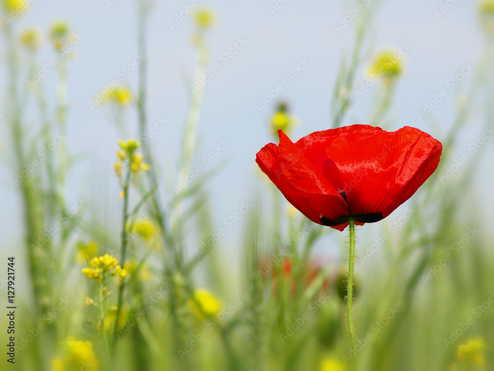 Obraz premium Summer wildflowers and clouds