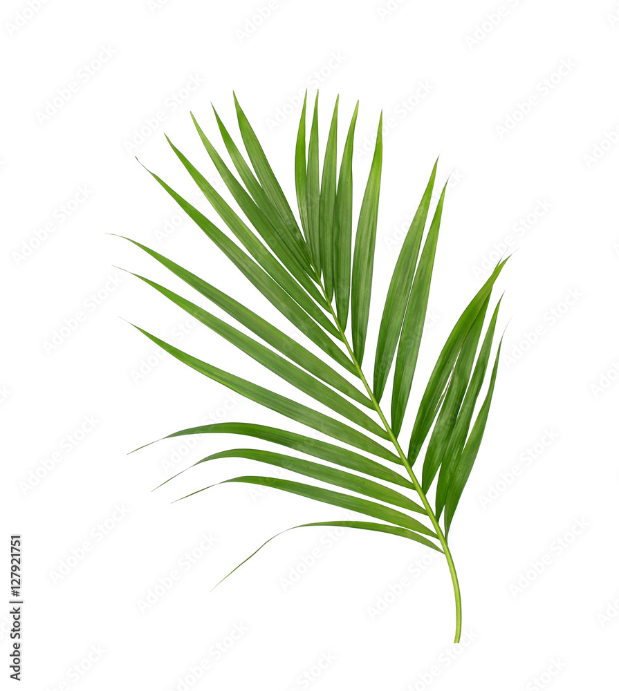 Green leaves of palm tree isolated on white background