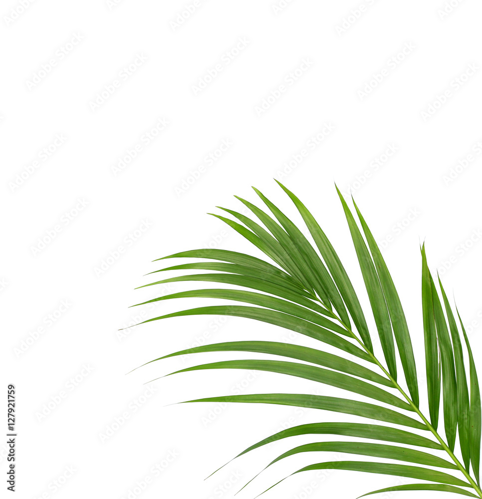 Green leaves of palm tree isolated on white background Green leaves of palm tree isolated on white background
