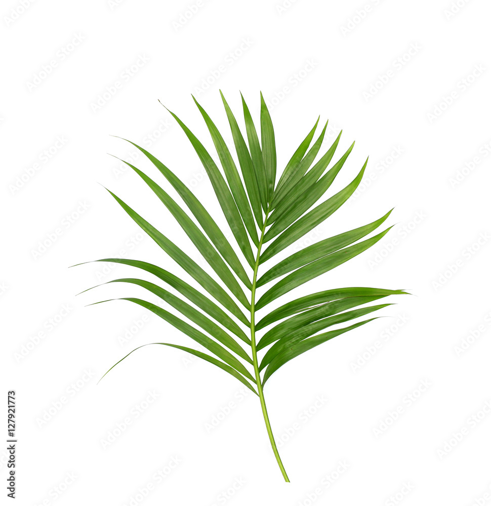 Green leaves of palm tree isolated on white background Green leaves of palm tree isolated on white background