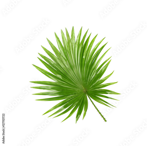 Backside ; Green leaves of palm tree isolated on white backgroun
