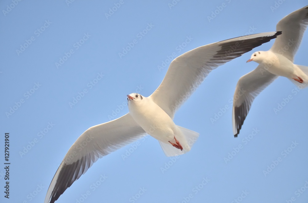 青空を飛ぶカモメ
青空を飛ぶカモメ