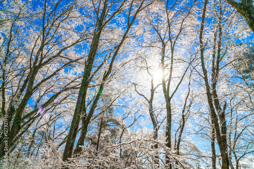 Frozen trees in winter with blue sky