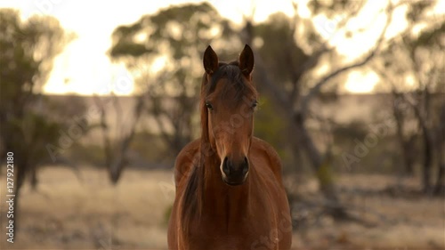 Portrait of a horse staring at the camera, it looks away then looks back at the camera. The horse is lit be the early morning sunlight on an Australian farm.