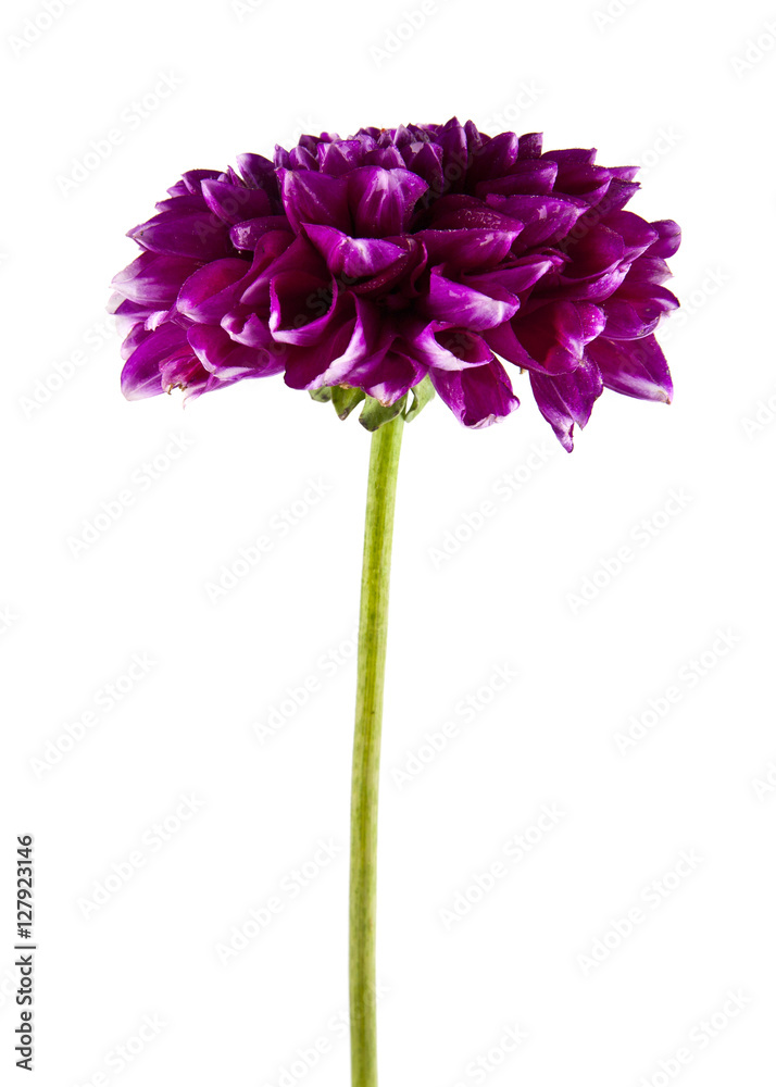 flowers flowers