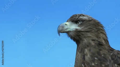 Sea Eagle Haliaeetus Albicilla is observing a target on on a windy and sunny day with beautiful blue sky in the mongolian steppe.