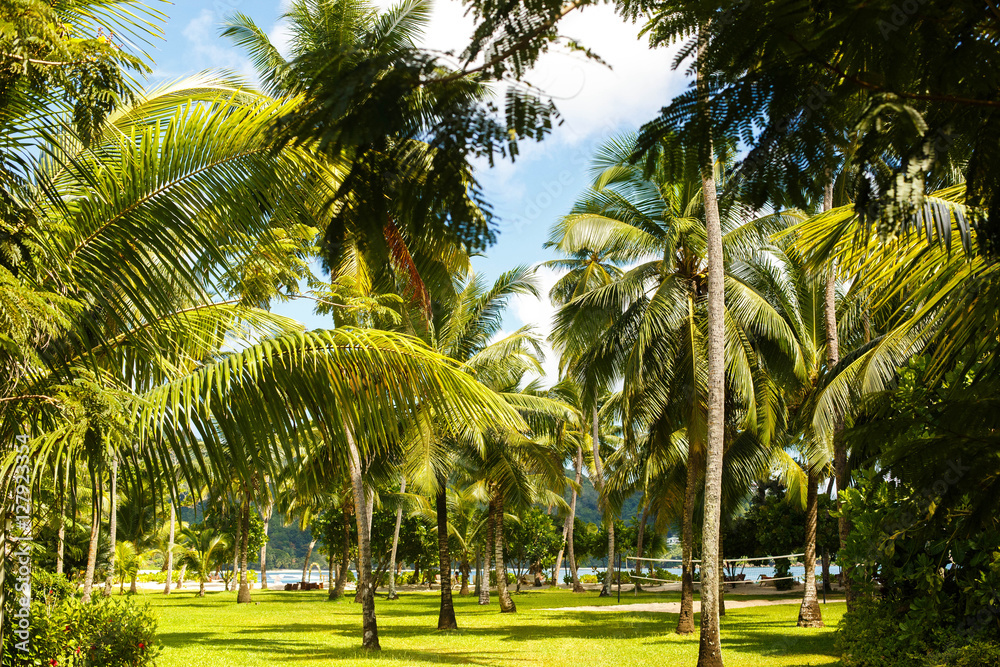 beautiful view of the palm trees and green grass beautiful view of the palm trees and green grass