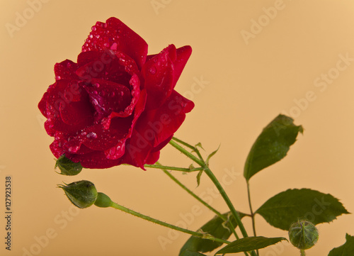 flowers red rose