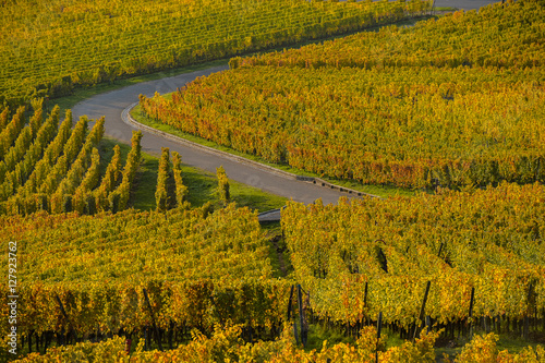 Alsace Vineyards, in autumn, France