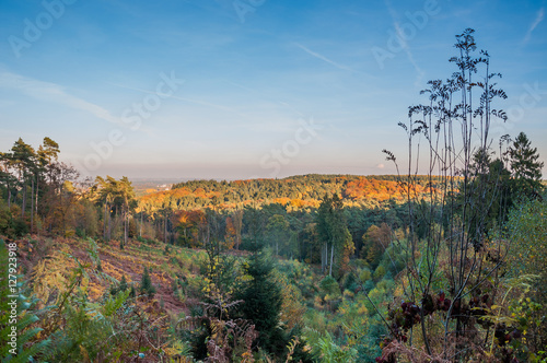 Herbst in der Haard photo