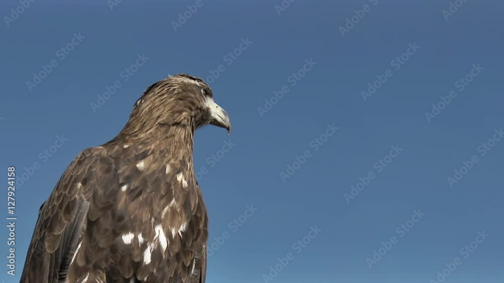 Golden Eagle Aquila Chrysaetos is observing a target on on a windy and sunny day with beautiful blue sky in the mongolian steppe. Golden Eagle Aquila Chrysaetos is observing a target on on a windy and sunny day with beautiful blue sky in the mongolian steppe.