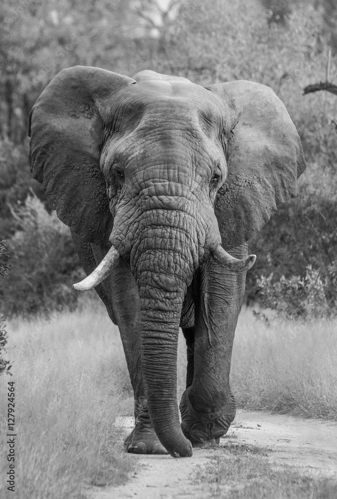 Large Bull Elephant, Sabi Sands Game Reserve, South Africa