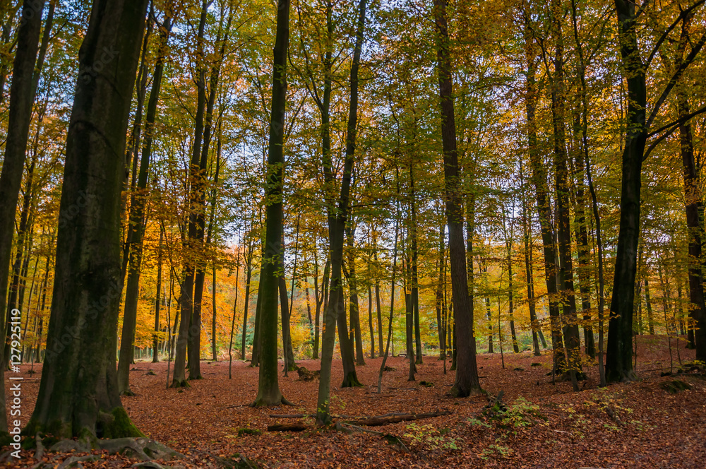 Obraz premium Herbst in der Haard