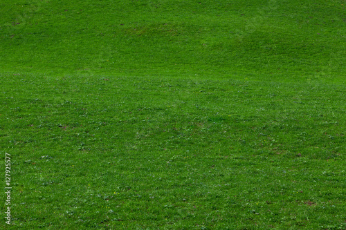 green grass. Background of a green grass