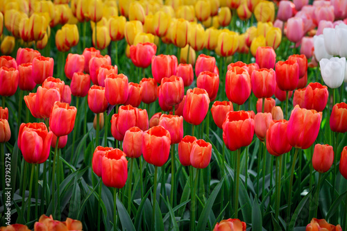 flowers background. beautiful garden flowers