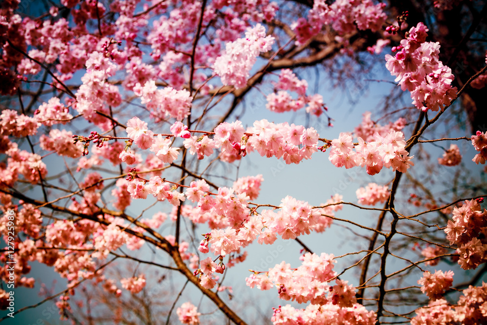 Blue and pink wide background with cherry blossoms. pink spring