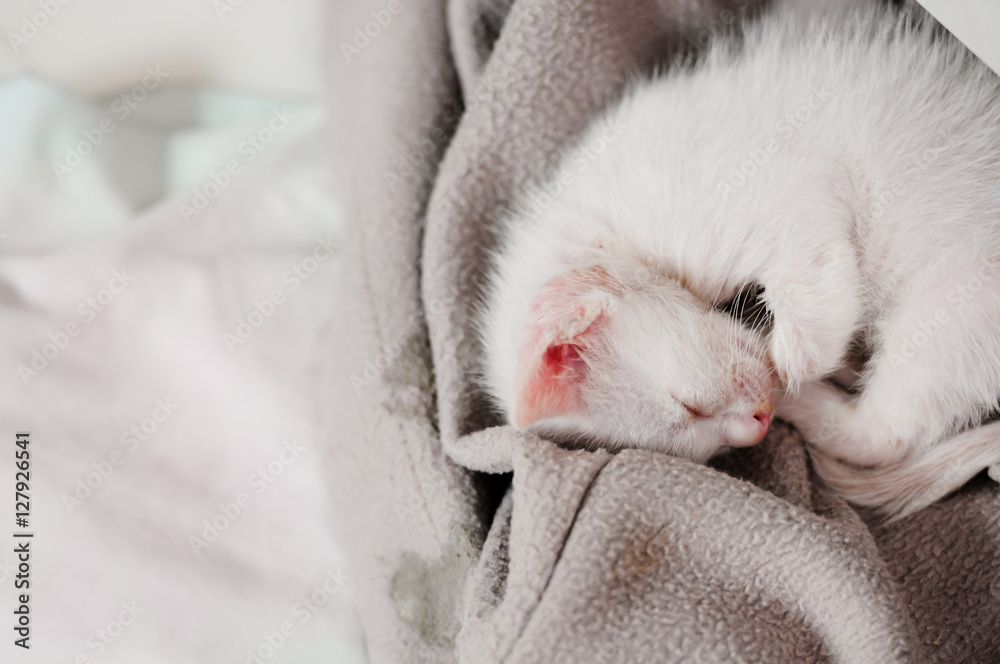 Cute white color tabby kitten curled up sleeping on the terry towel Cute white color tabby kitten curled up sleeping on the terry towel