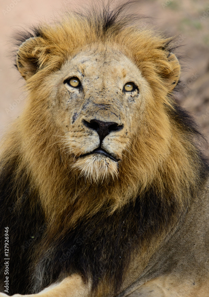 Large Black Maned Male Lion, Sabi Sand Game Reserve, South Africa Large Black Maned Male Lion, Sabi Sand Game Reserve, South Africa