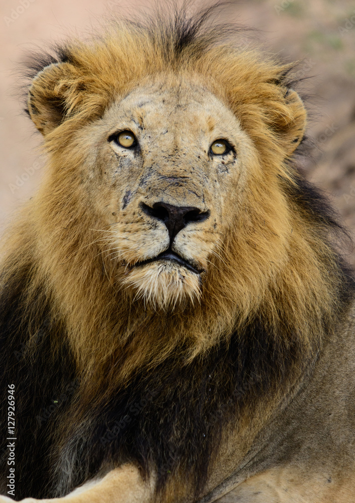 Large Black Maned Male Lion, Sabi Sand Game Reserve, South Africa