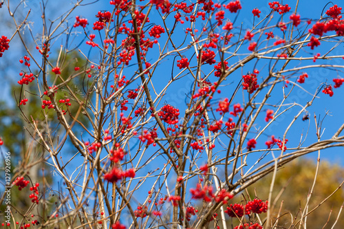 Viburnum (viburnum opulus) berries with its leaves outdoor in wi photo