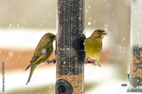 Greenfinch on garden feeder in the snow (ID: 127927334)