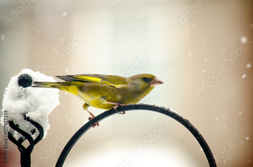 Greenfinch on garden feeder in the snow (ID: 127927359)
