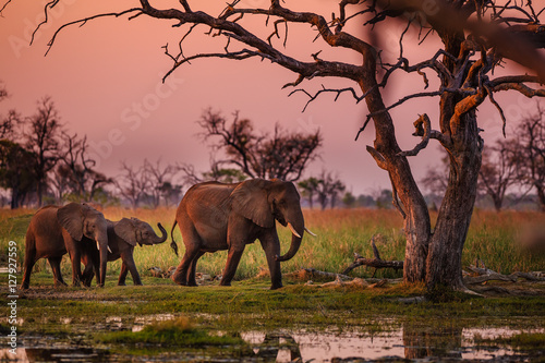 Elephants in Moremi National Park - Botswana photo