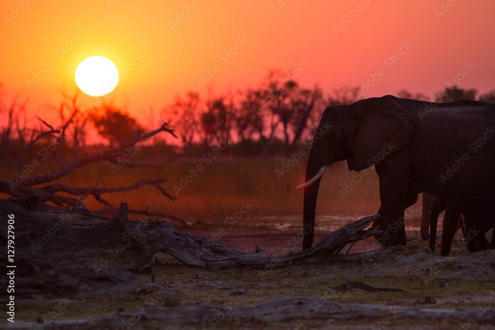 Fototapeta premium Elephants in Moremi National Park - Botswana