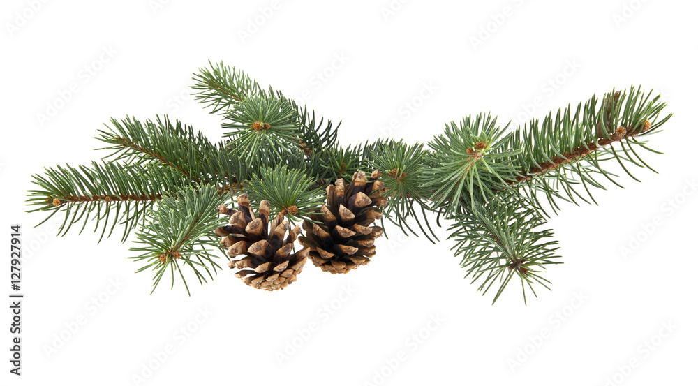 branch of fir-tree and cone branch of fir-tree and cone
